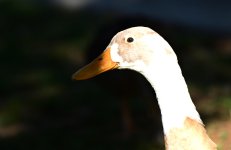 ROY_5920.JPG