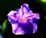 ROY_6057_01.JPG