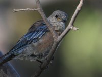 Bluebird3.jpg
