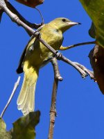 Oriole.jpg