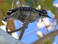 Woodpecker6.jpg