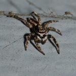 Spider.jpg