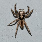 Spider2.jpg