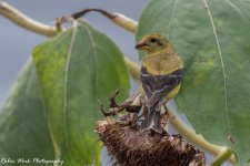 RD5_3934-Female Goldfinch.jpg