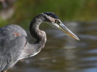 BlueHeron2.jpg