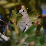 Dove2.jpg