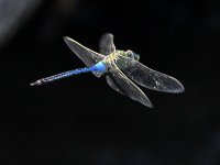 Dragonfly2.jpg