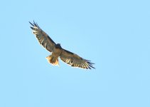 _ROY4781_02.JPG