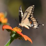 Swallowtail2.jpg