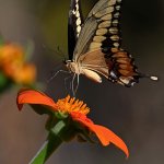 Swallowtail4.jpg