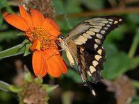 Swallowtail12.jpg