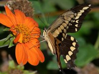 Swallowtail13.jpg