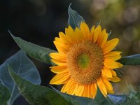 SunFlower.jpg