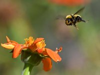 Bee2.jpg