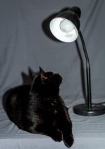 Dell Light 2 (1 of 1).jpg