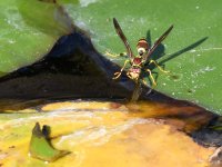 Wasp.jpg