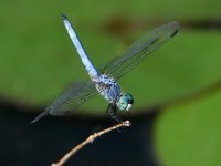 DragonFly5.jpg