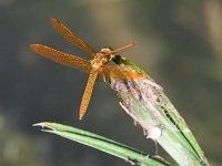DragonFly4.jpg