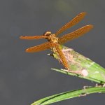 DragonFly3.jpg