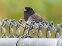 Junco.jpg