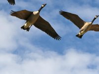 Geese2.jpg