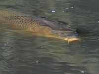 Koi2.jpg