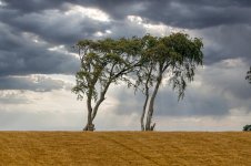fields2-2.jpg