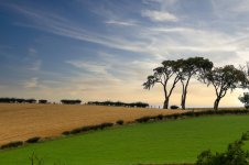 fields2-1.jpg