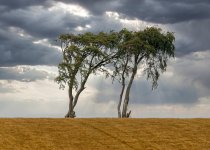 fields2adjusted.jpg