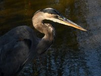 BlueHeron2.jpg
