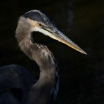 BlueHeron3.jpg
