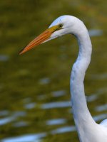 Egret.jpg
