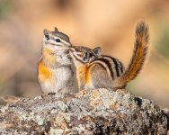 ChiiperPair-374.jpg