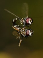 Hoverfly5.jpg