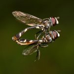 Hoverfly7.jpg