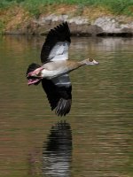 Goose3_2022_09_06.jpg