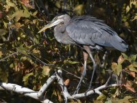 BlueHeron_2022_09_06.jpg
