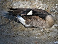 Goose_2022_09_06.jpg