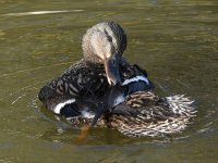 Mallard3_2022_09_06.jpg