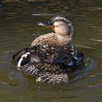 Mallard6_2022_09_06.jpg