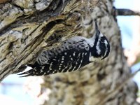 Woodpecker_2022_09_06.jpg