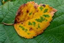 Leaf1.jpg