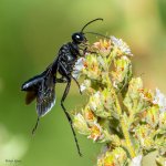 GreatBlackWasp-374.jpg GreatBlackWasp-374.jpg
