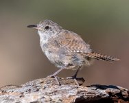 Wren-374.jpg