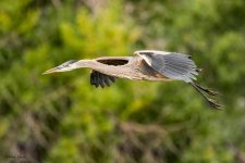 GBHFlight-374.jpg