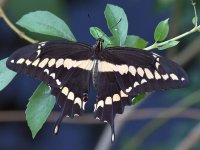 Swallowtail.jpg