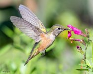 Hummer-377.jpg
