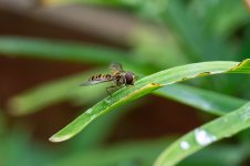 Wasp1.jpg