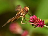 PaintedFly8.jpg