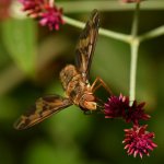 PaintedFly10.jpg